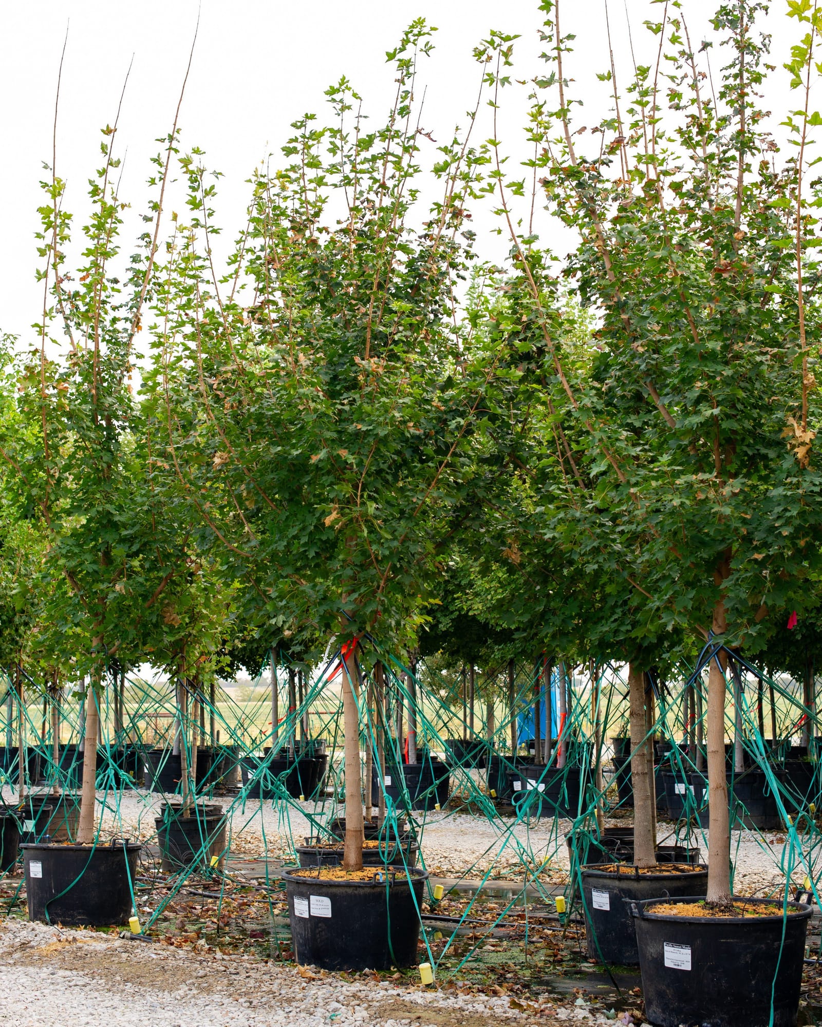 Pacific Sunset Maple