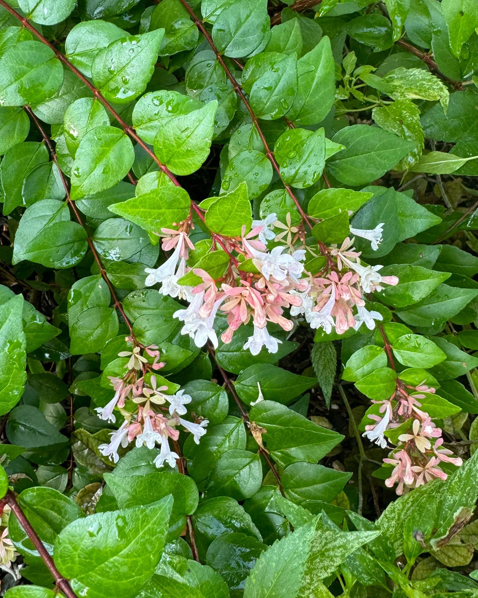 Rose Creek Abelia - Main Image