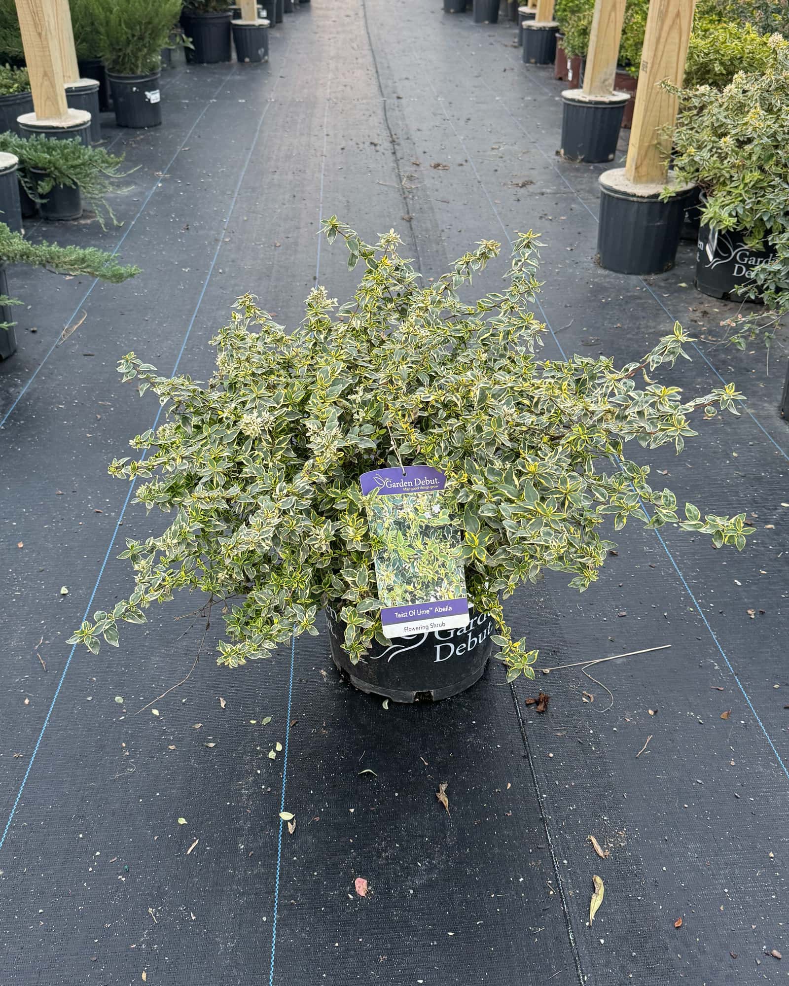 Twist of Lime Abelia - Main Image