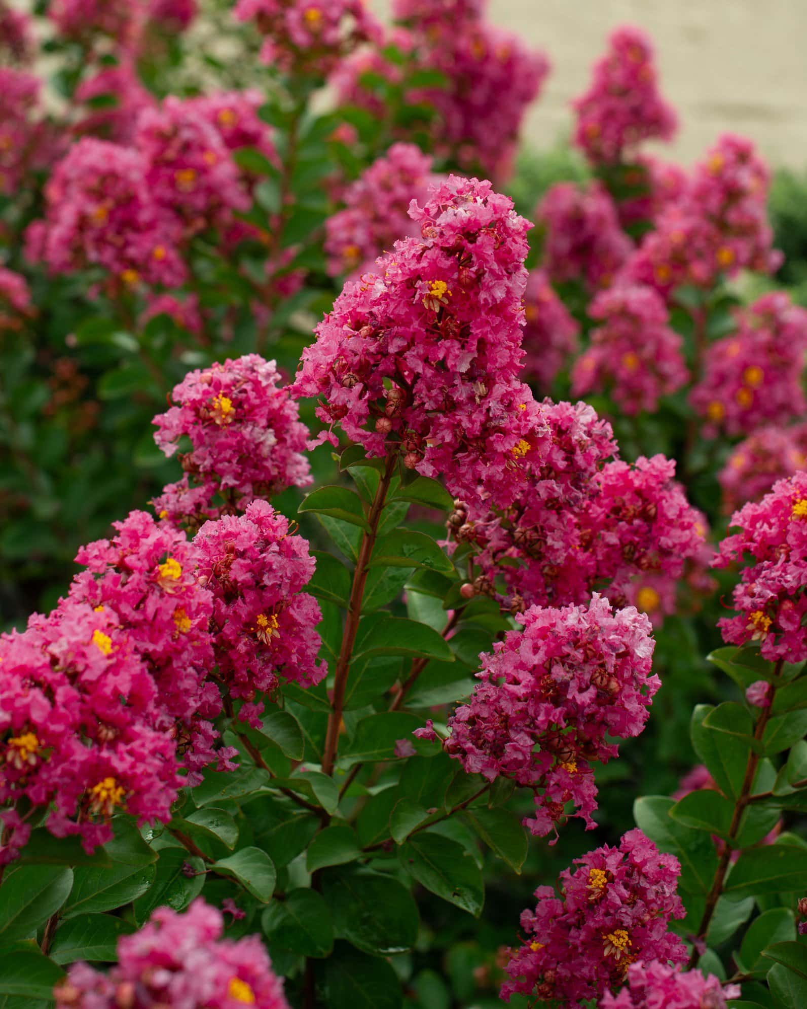 Peppermint Mocha Crape Myrtle - Main Image