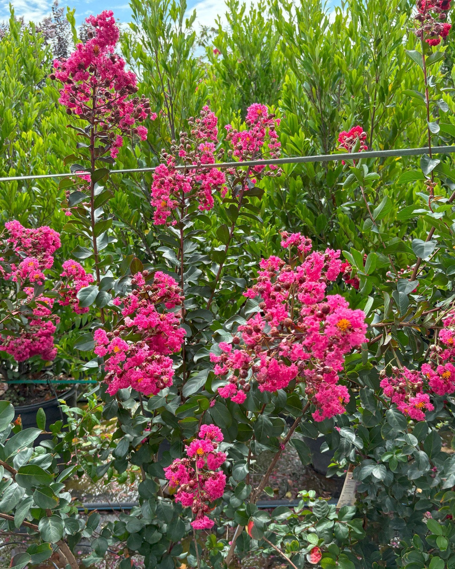 Pink Velour Crape Myrtle