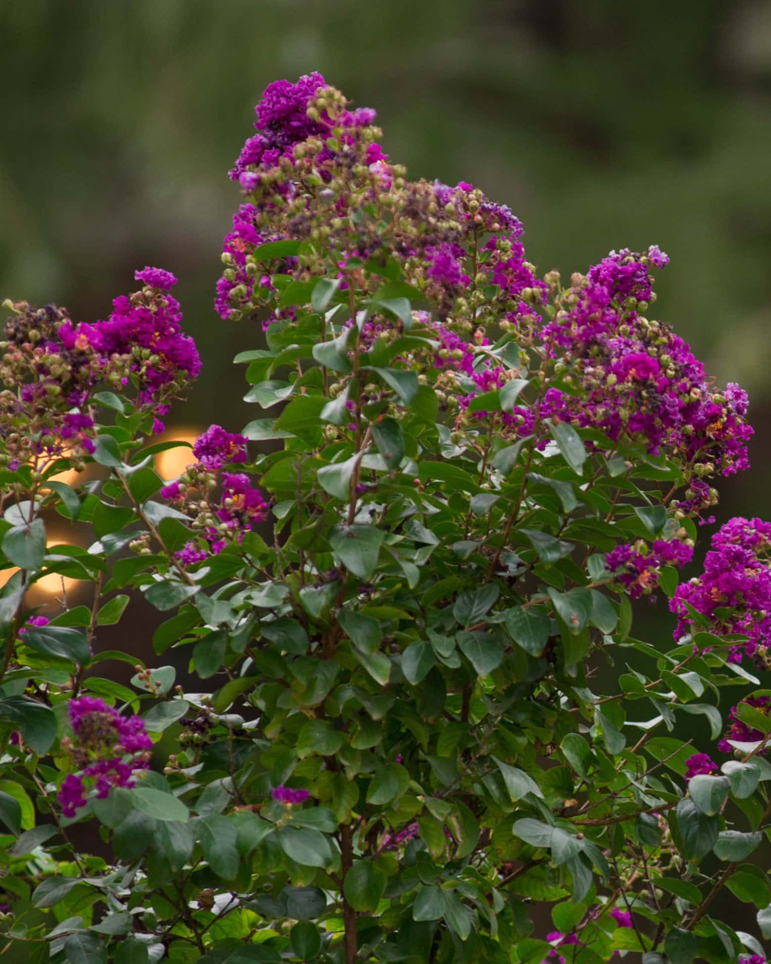 Purple Magic Crape Myrtle - Main Image