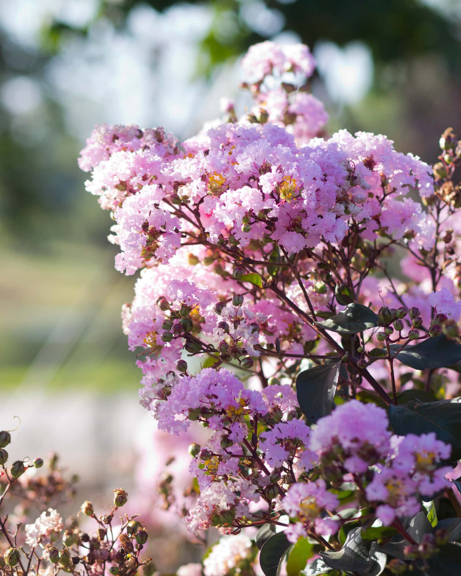 Rhapsody in Pink Crape Myrtle - Main Image