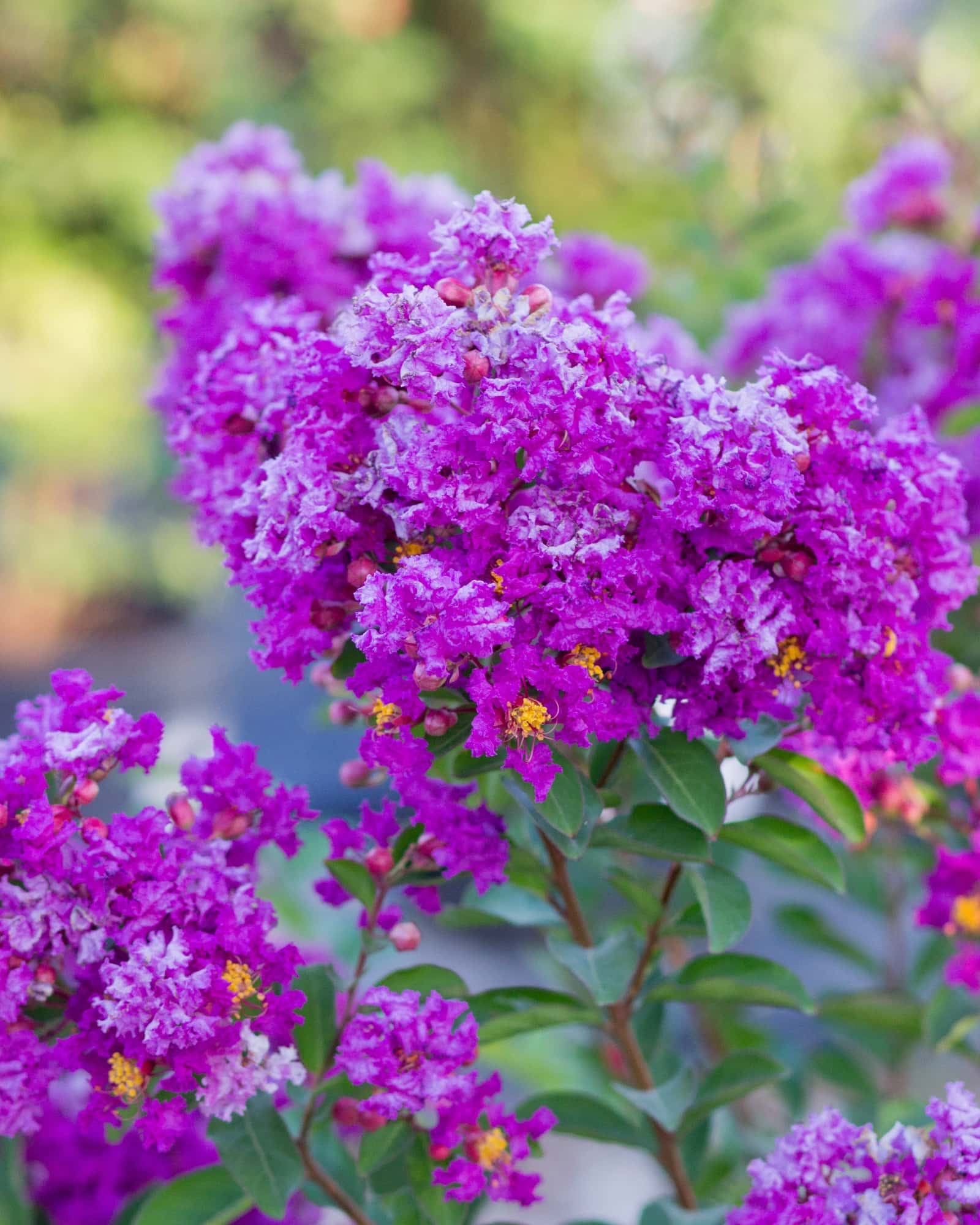 Royalty Crape Myrtle - Main Image