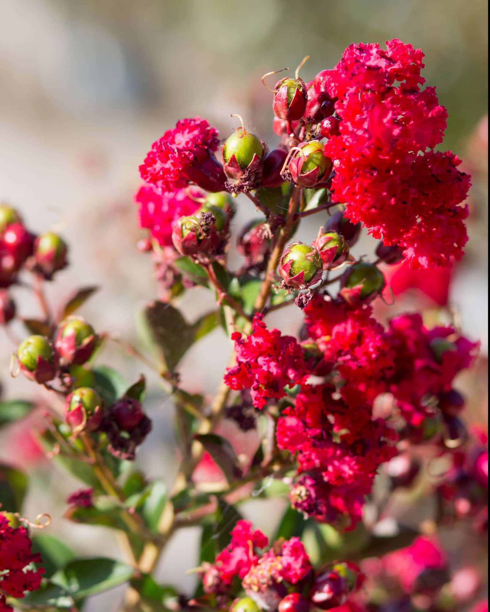 Ruffled Red Magic Crape Myrtle - Main Image