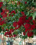 Scarlet Crape Myrtle Single Trunk thumbnail 1
