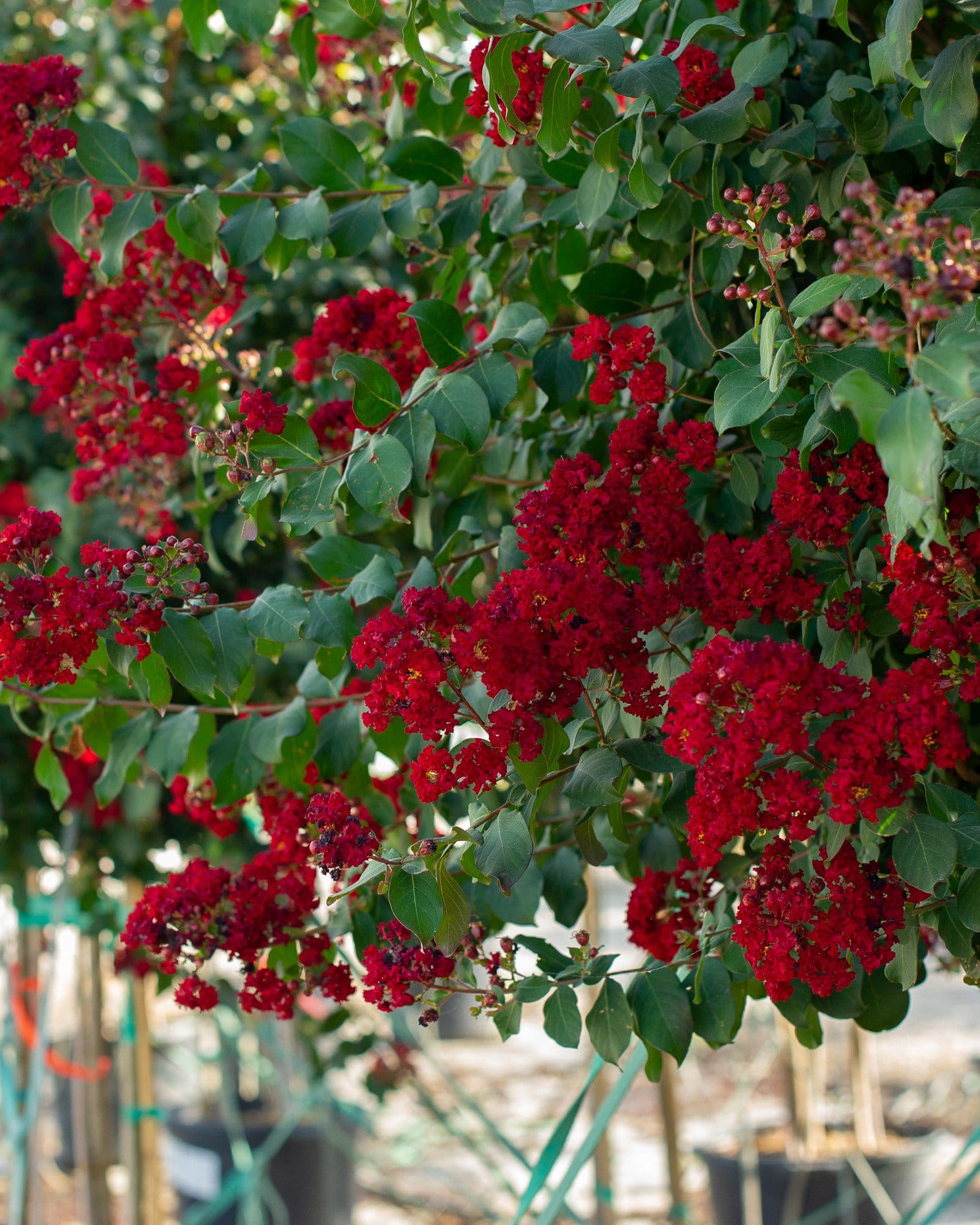 Scarlet Crape Myrtle Single Trunk