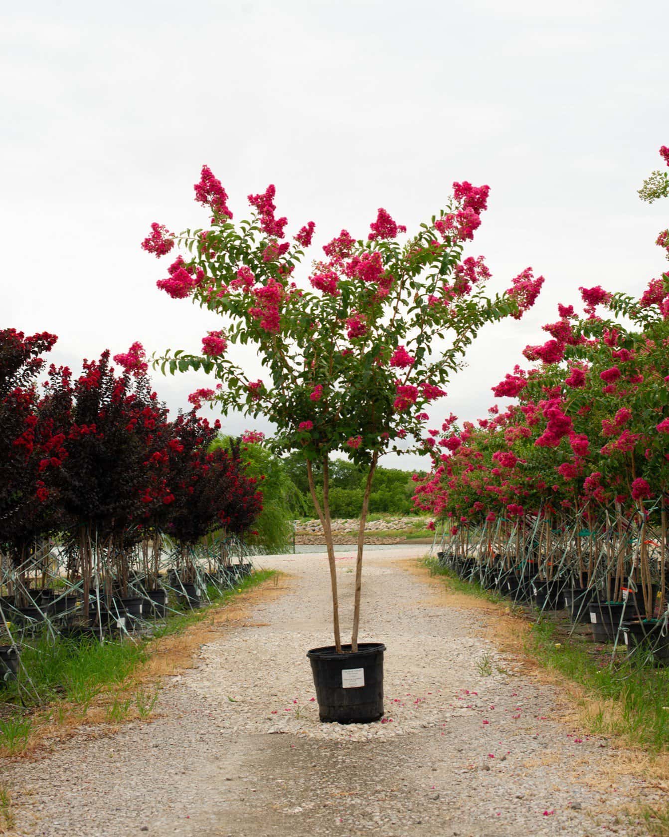 Tuskegee Crape Myrtle - Main Image