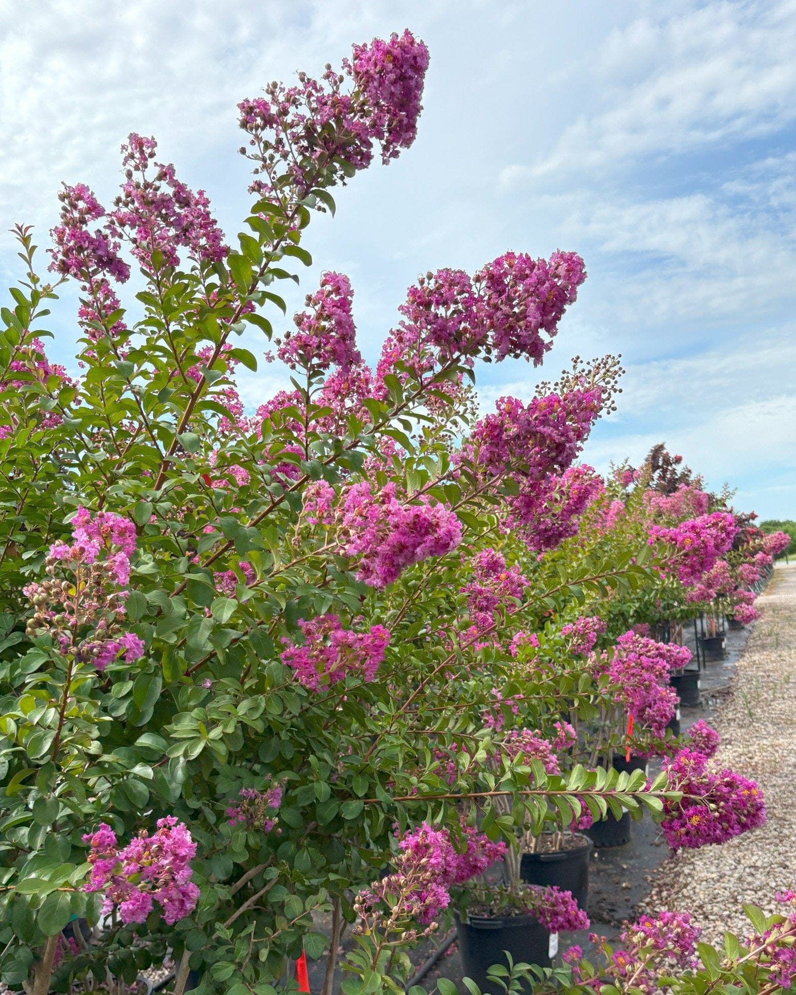 Twilight Crape Myrtle