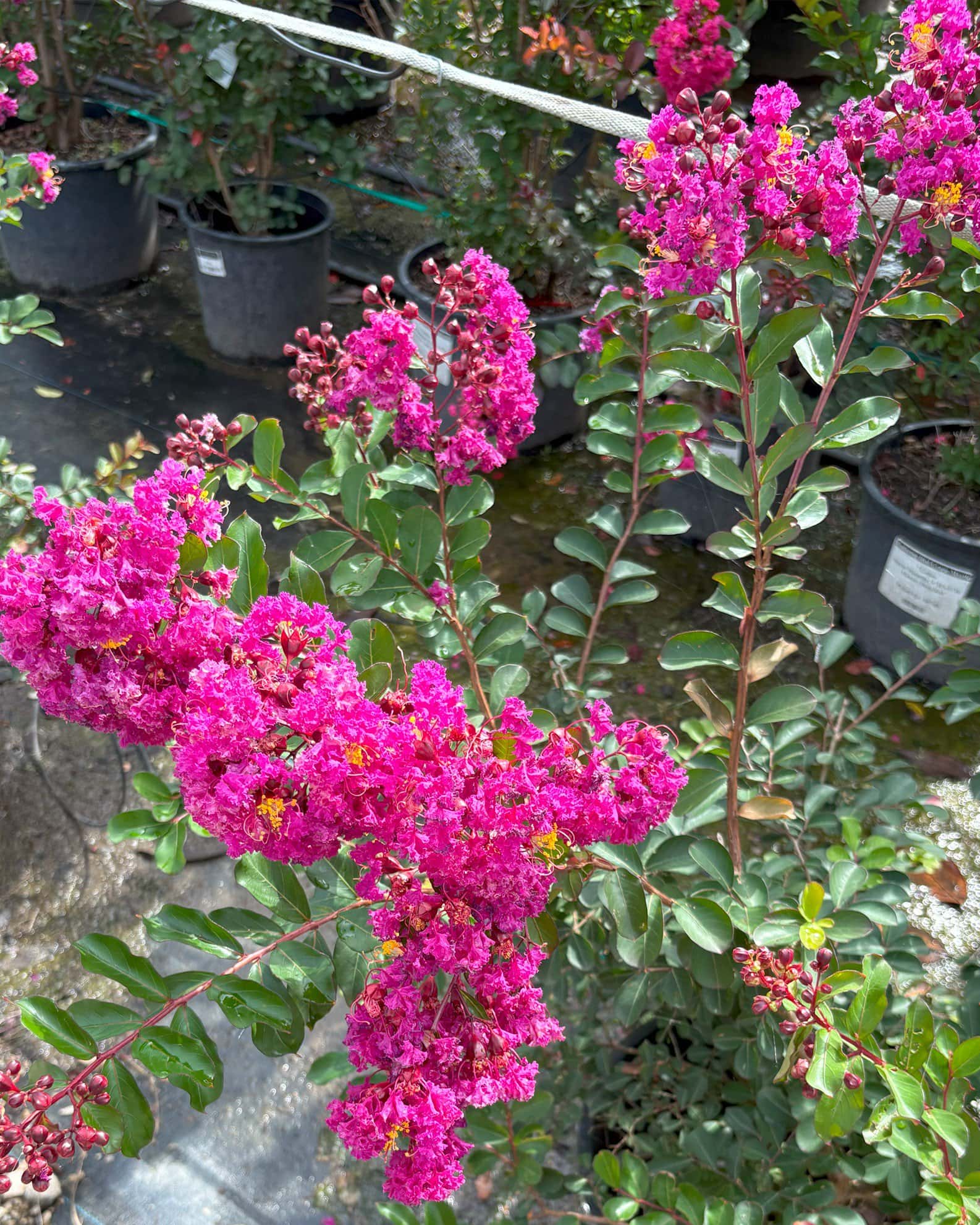 Velma's Royal Delight Crape Myrtle - Main Image