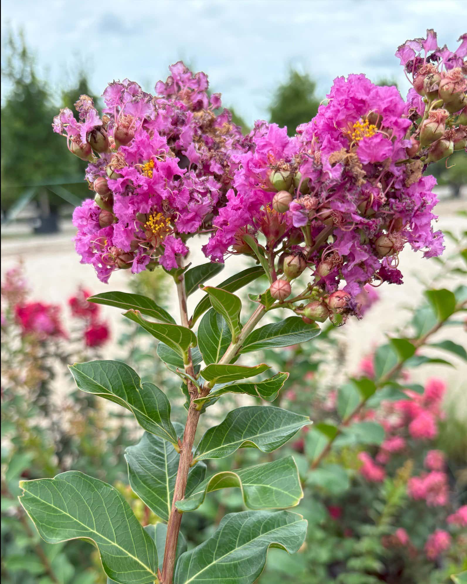Zuni Crape Myrtle - Main Image