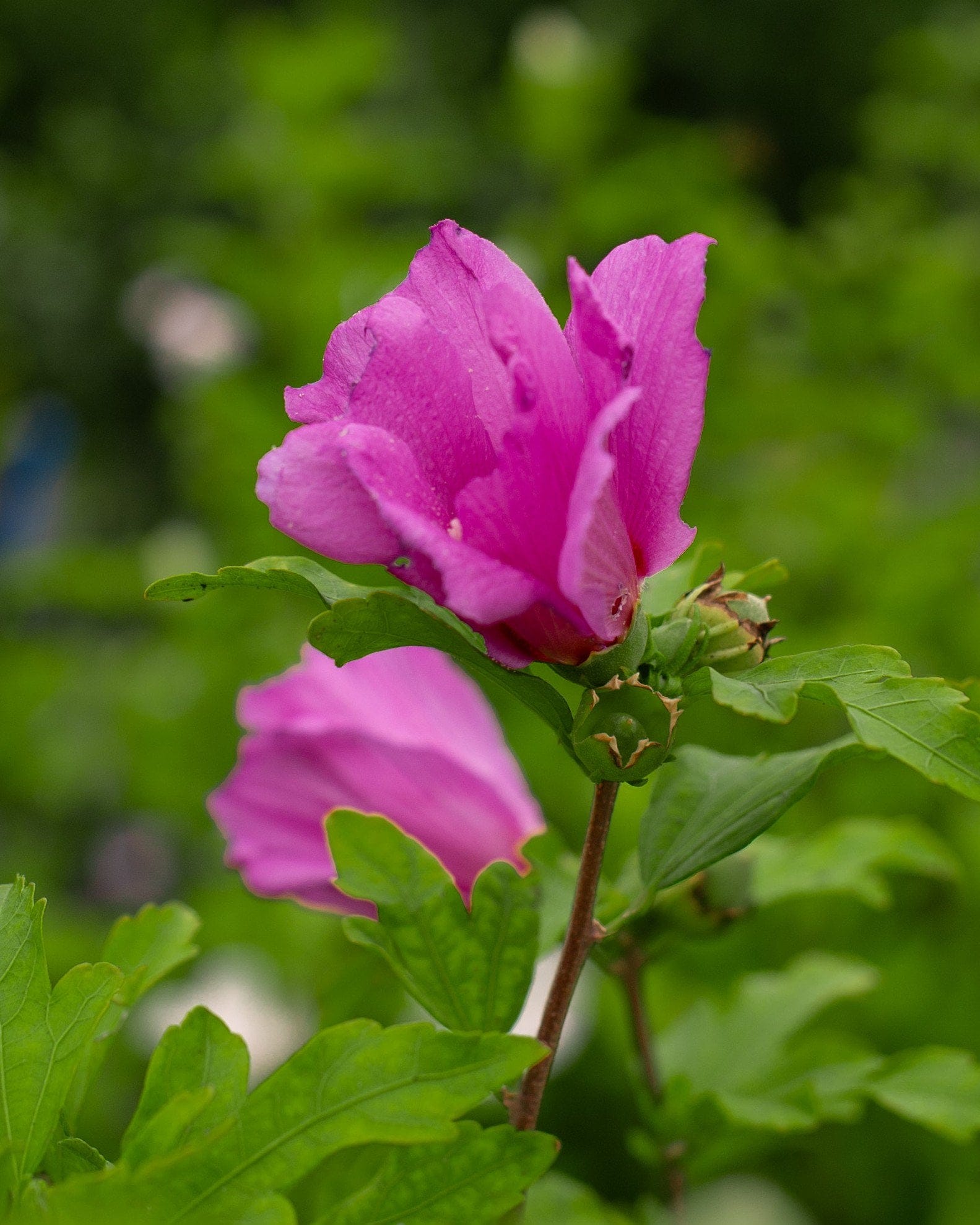 Violet Satin Althea Tree Form
