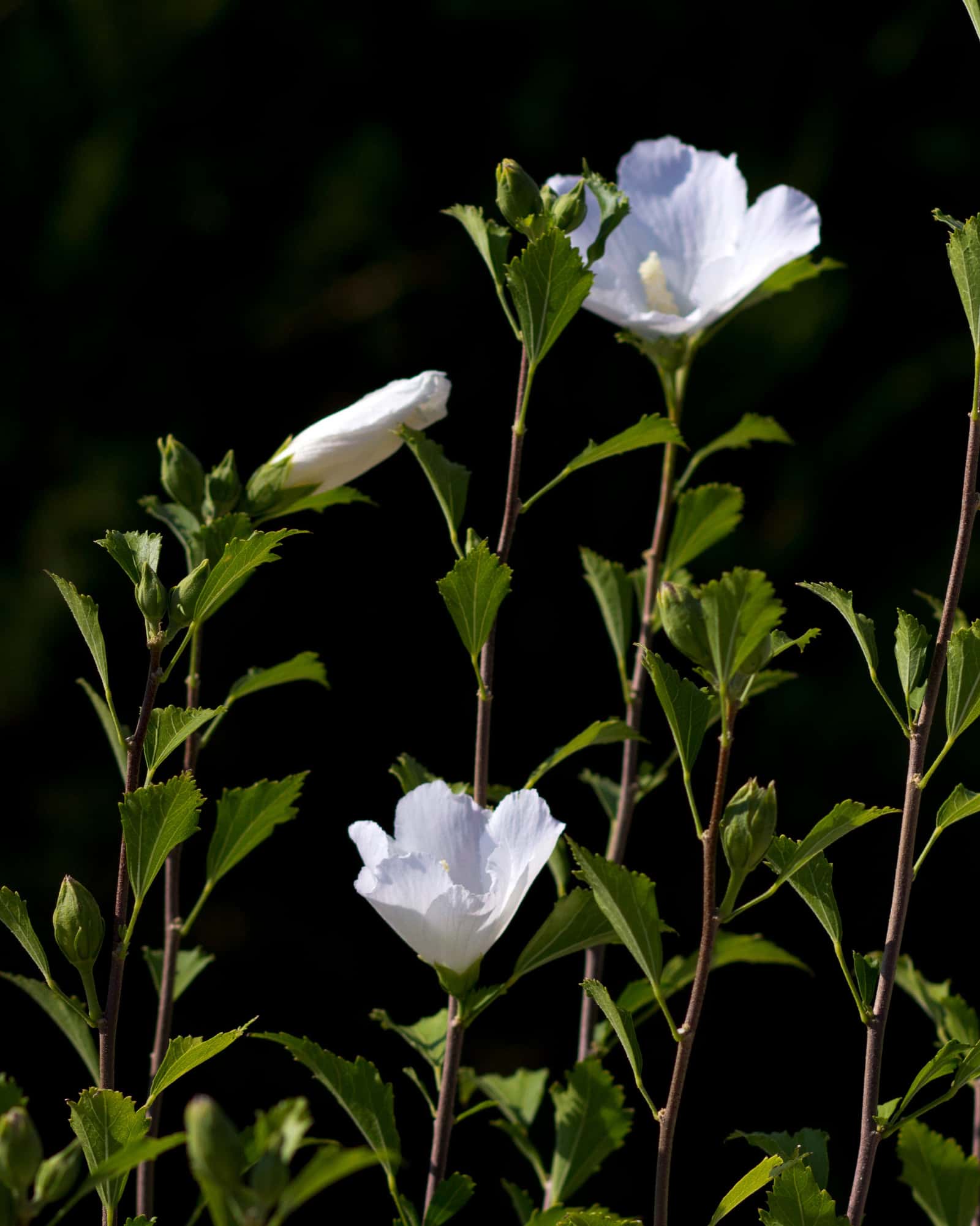 White Pillar Althea - Main Image