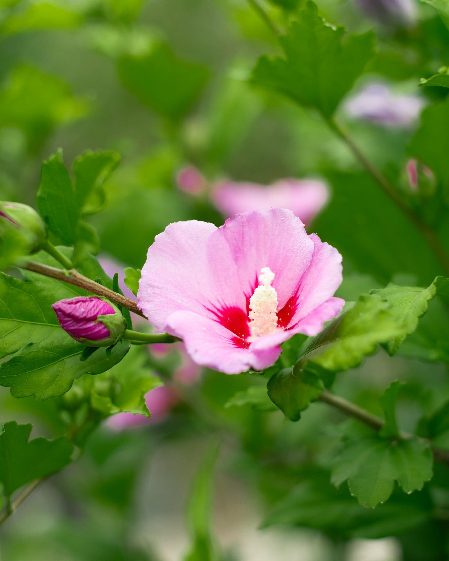 Woodbridge Althea