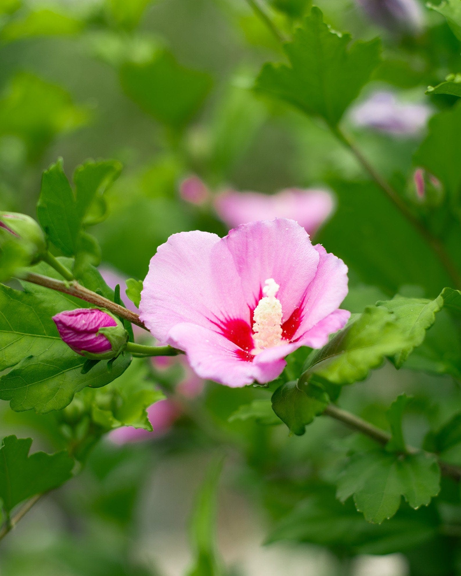 Woodbridge Althea Tree Form