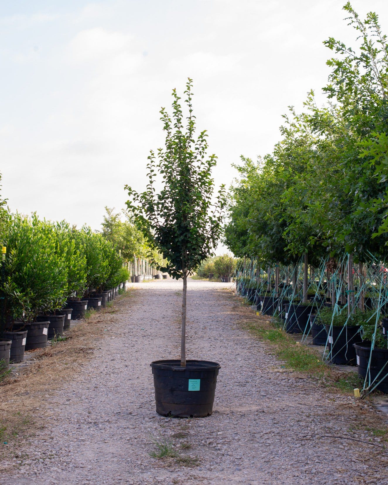 Persian Spire Ironwood