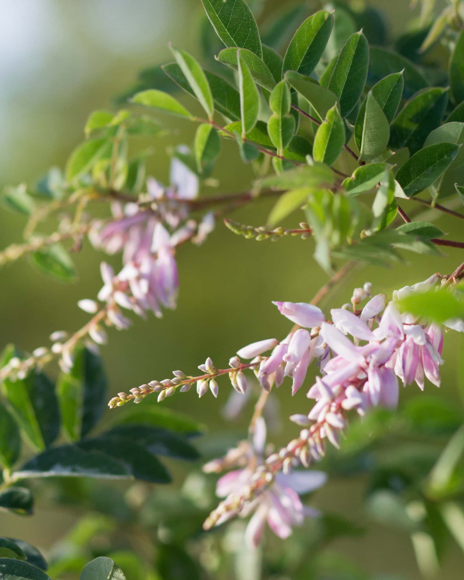 Pink Chinese Indigo - Main Image