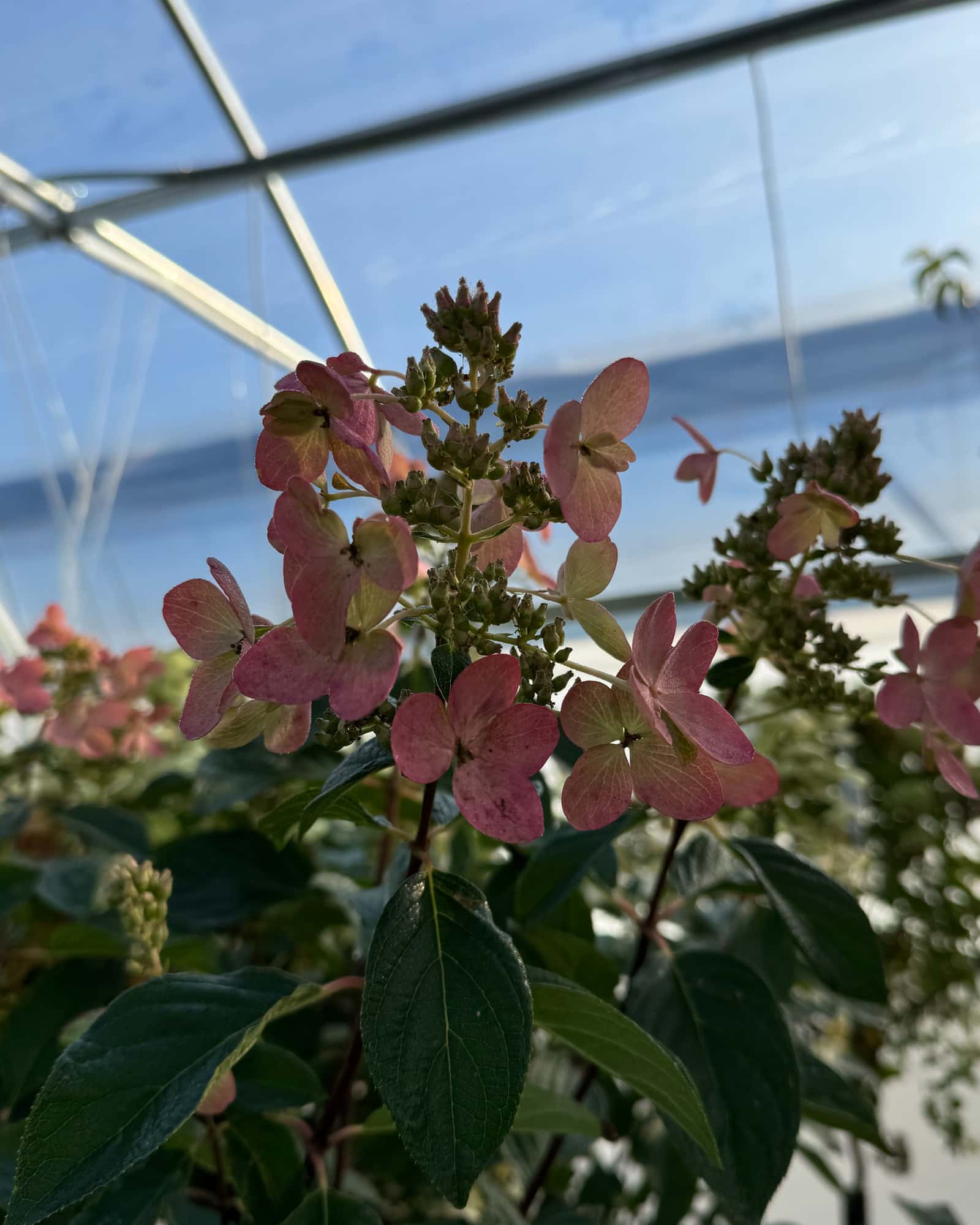 Pink Diamond Hydrangea Tree Form - Main Image