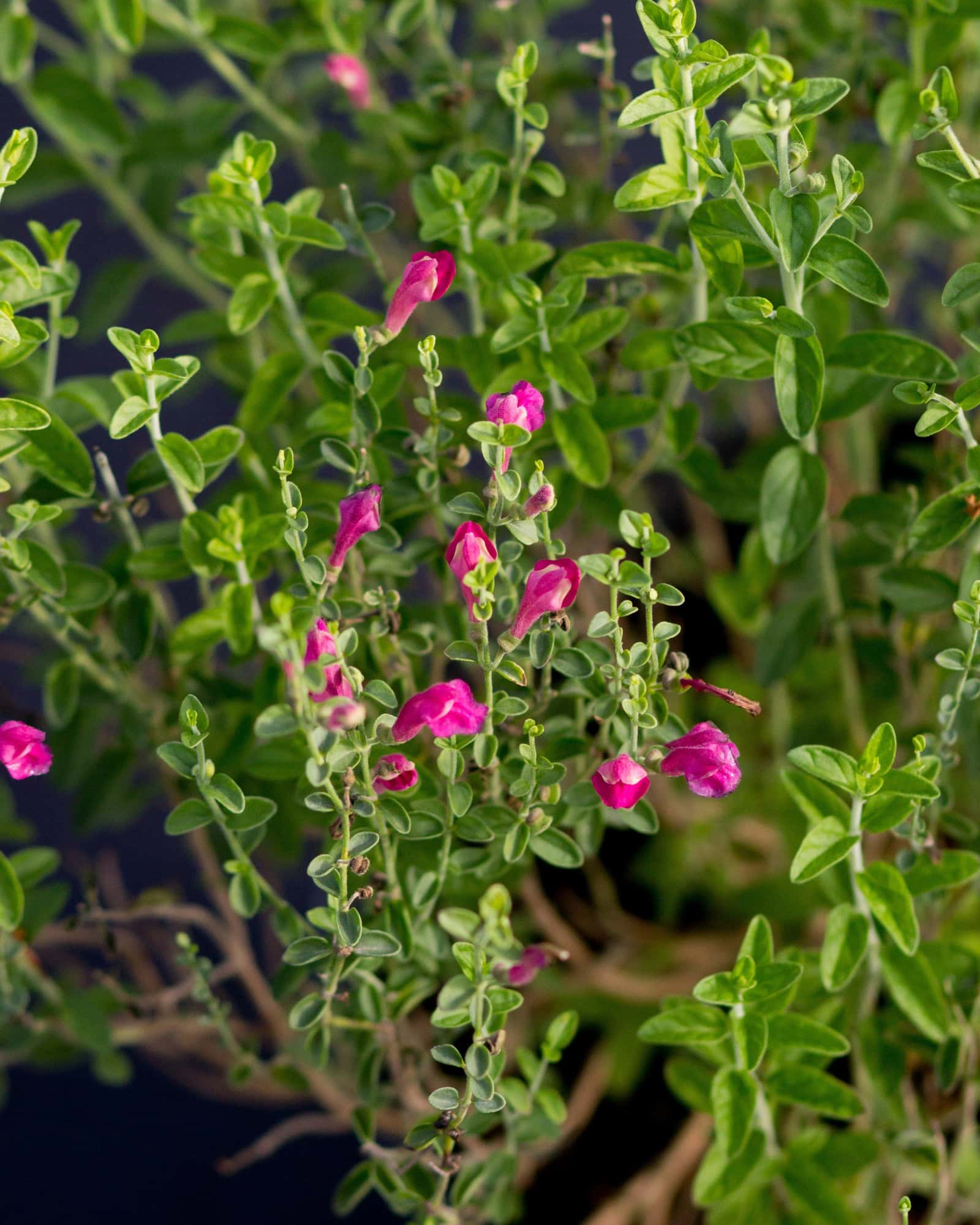 Pink Skullcap - Main Image