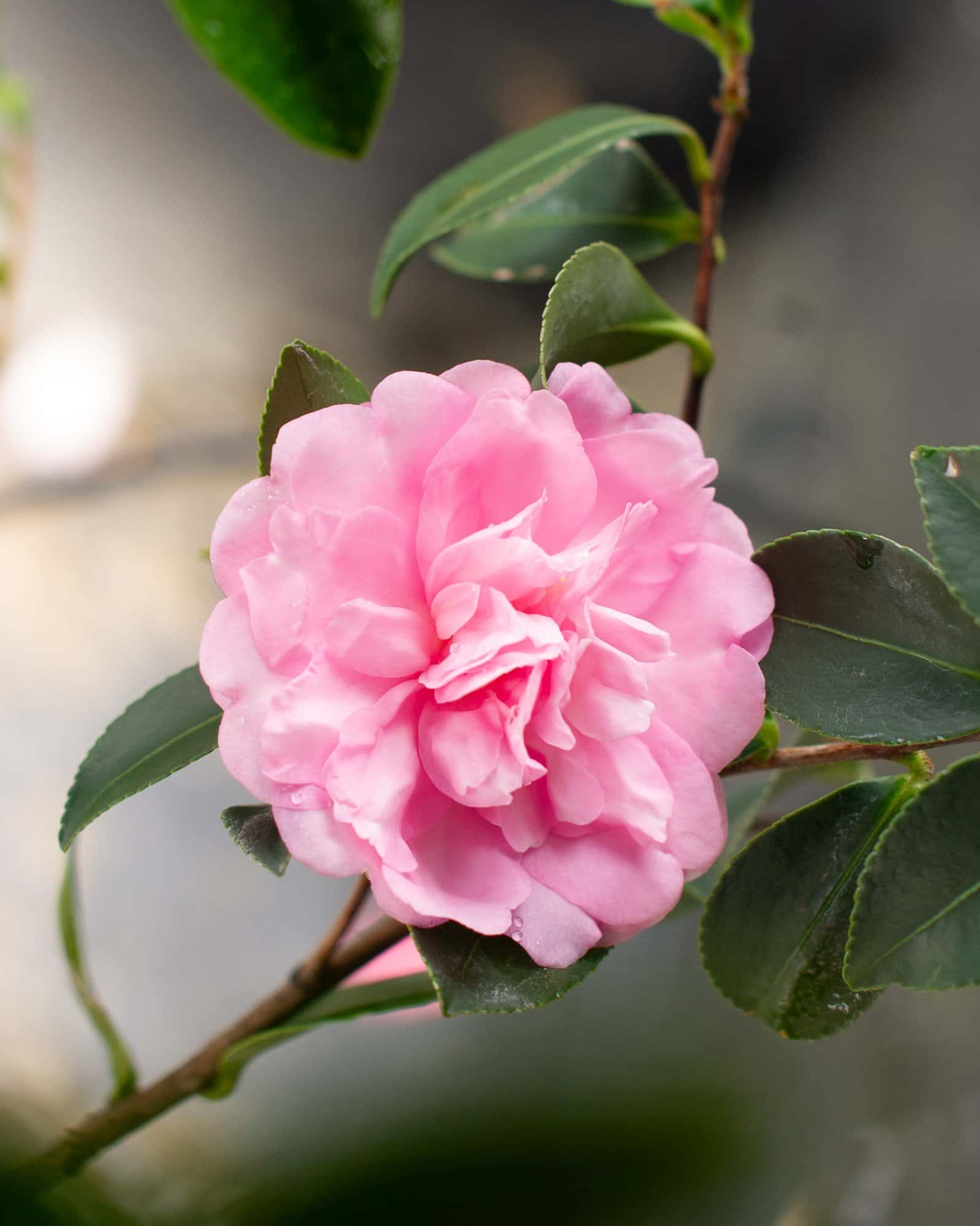 Pink Snow Camellia - Main Image