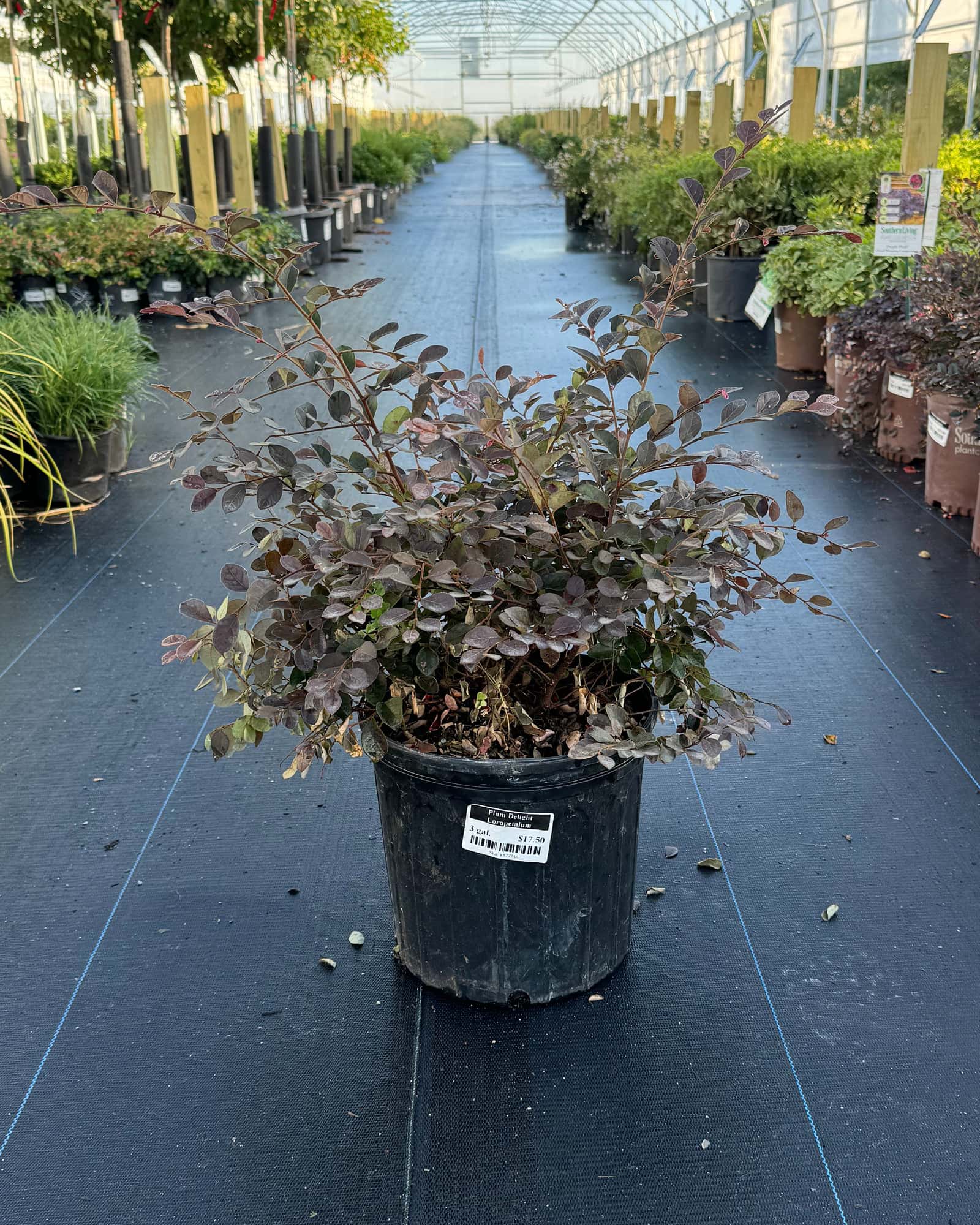 Plum Delight Loropetalum - Main Image