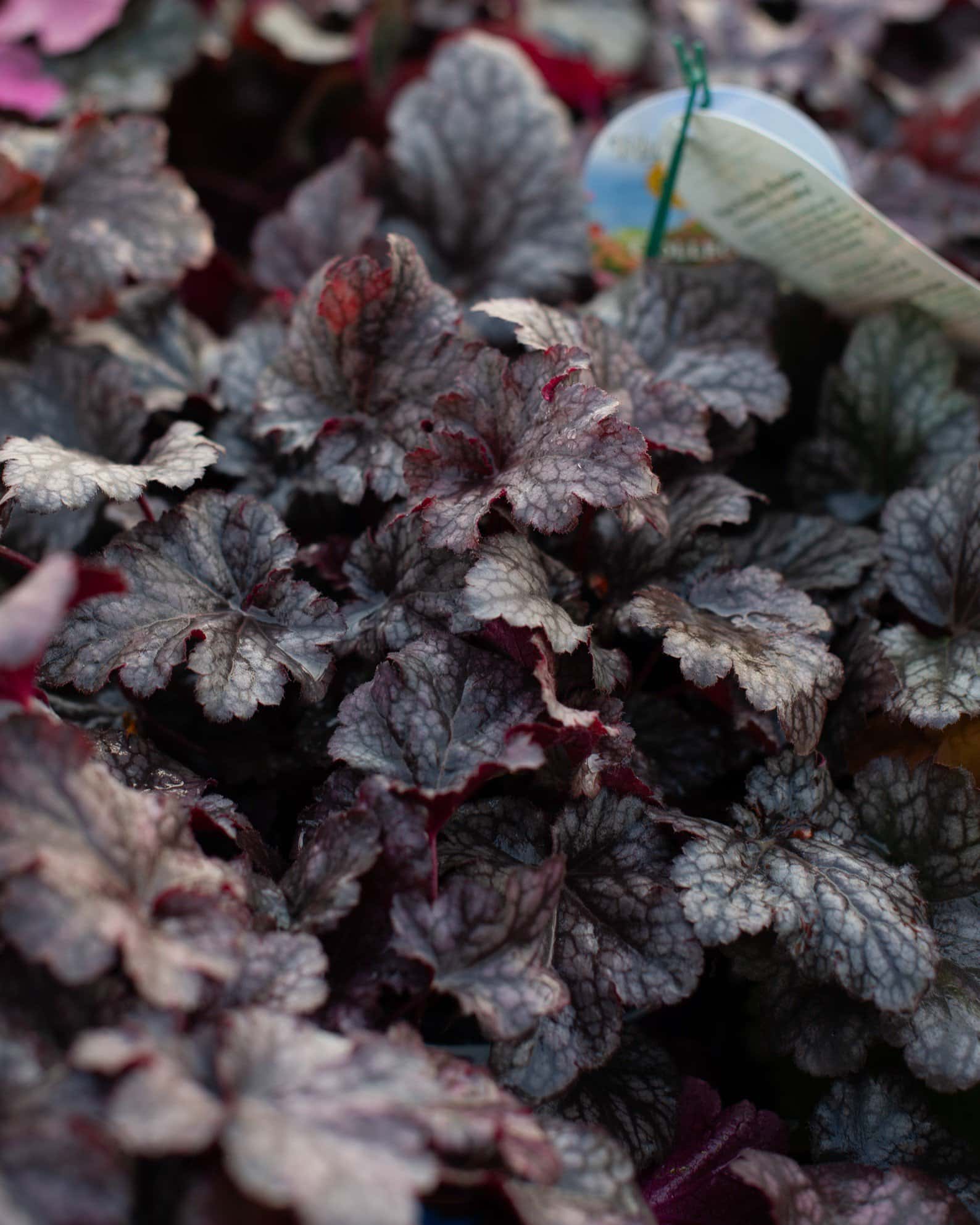Plum Pudding Heuchera - Main Image