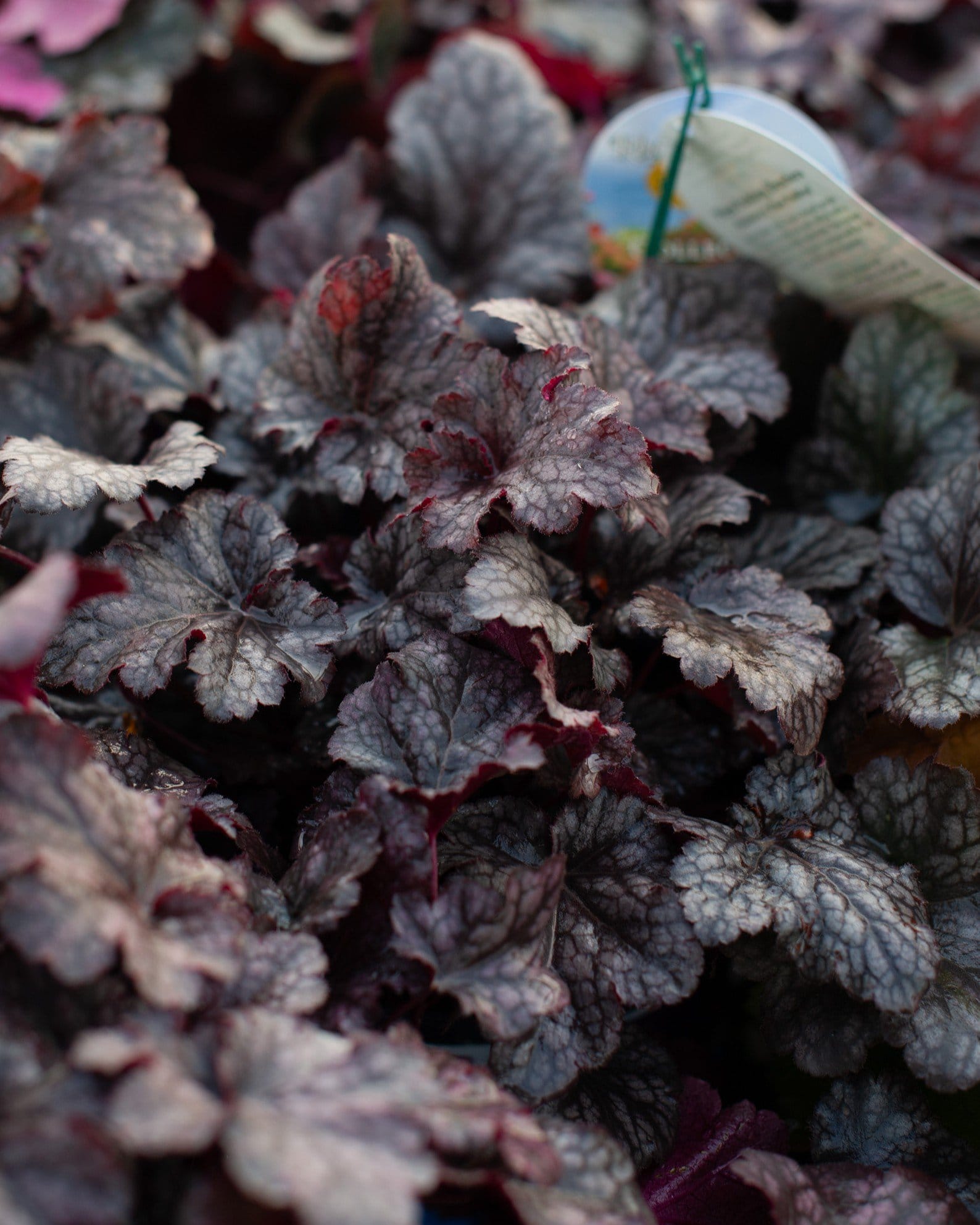 Plum Pudding Heuchera - Main Image