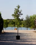 Pond Cypress Debonair thumbnail 1