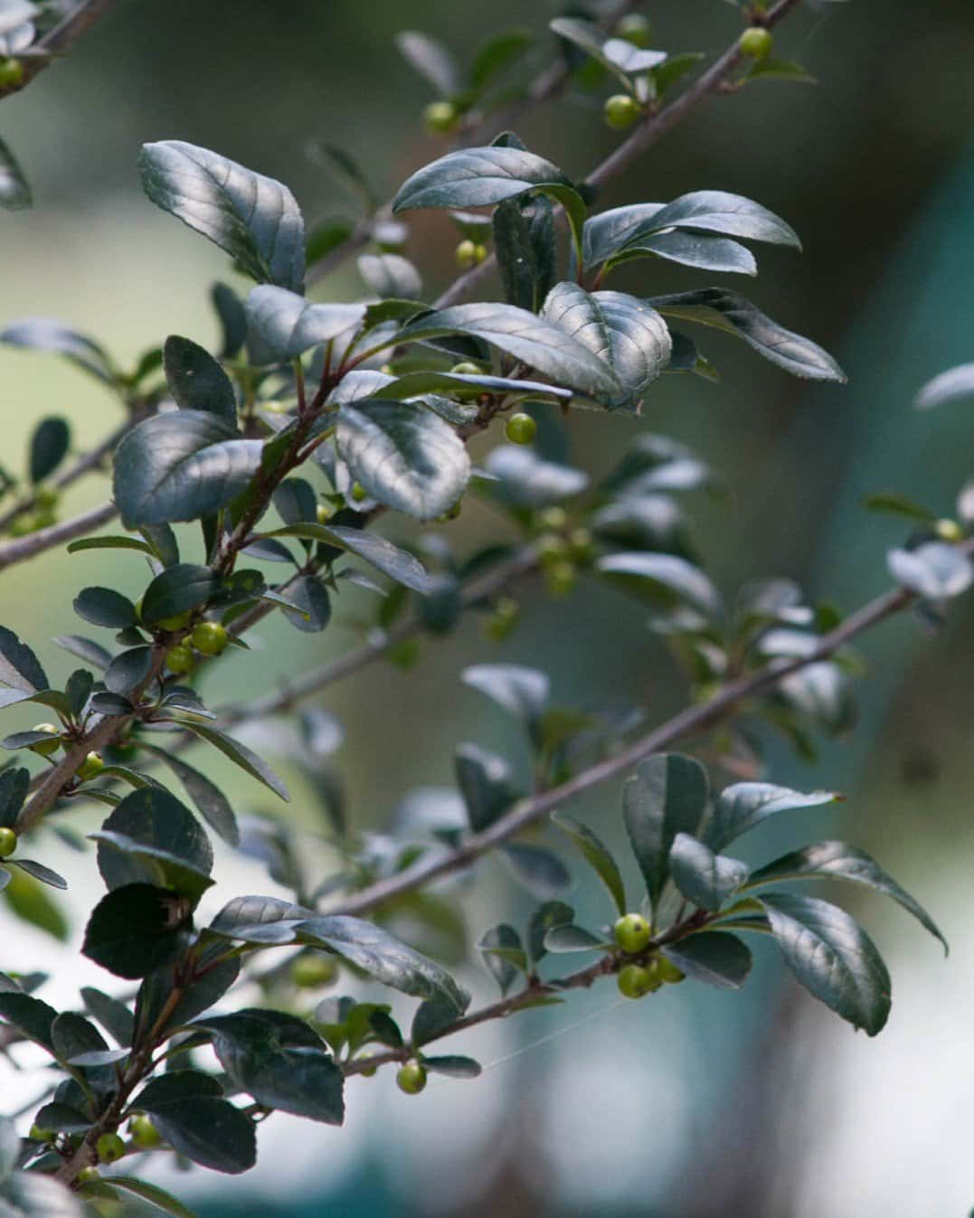 Possumhaw Holly - Main Image