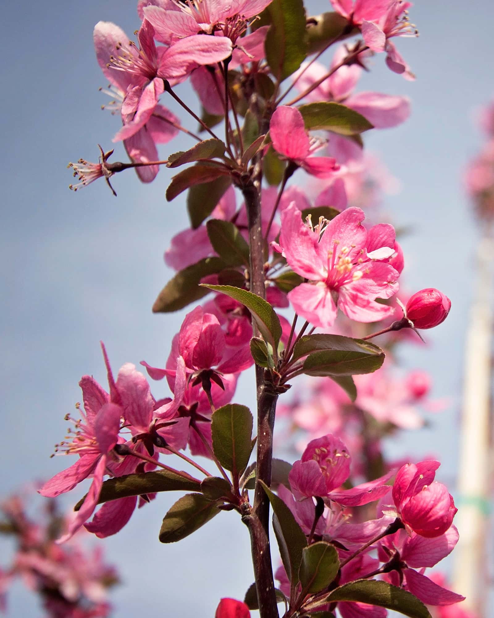 Prairifire Crabapple - Main Image