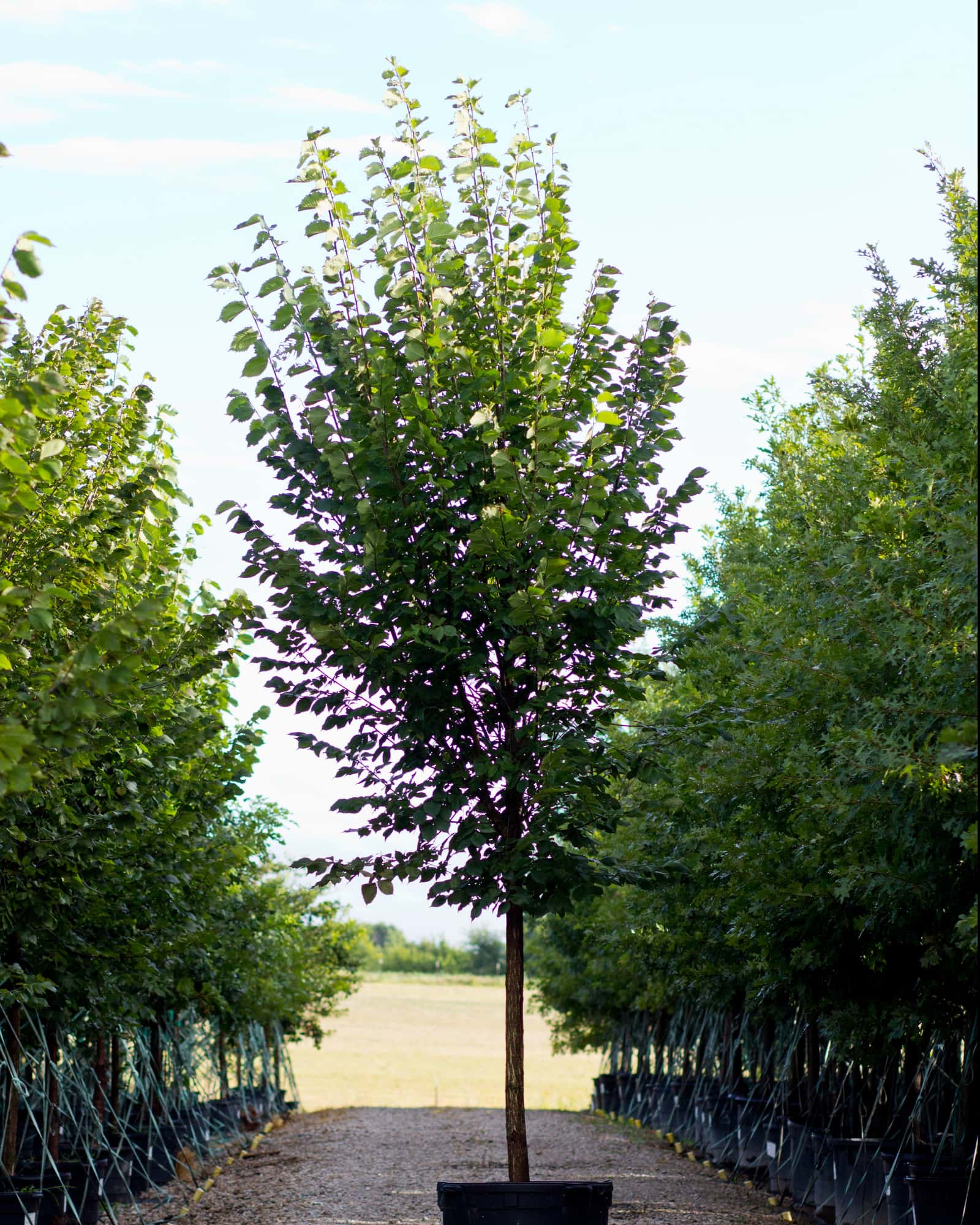 Princeton Elm - Main Image