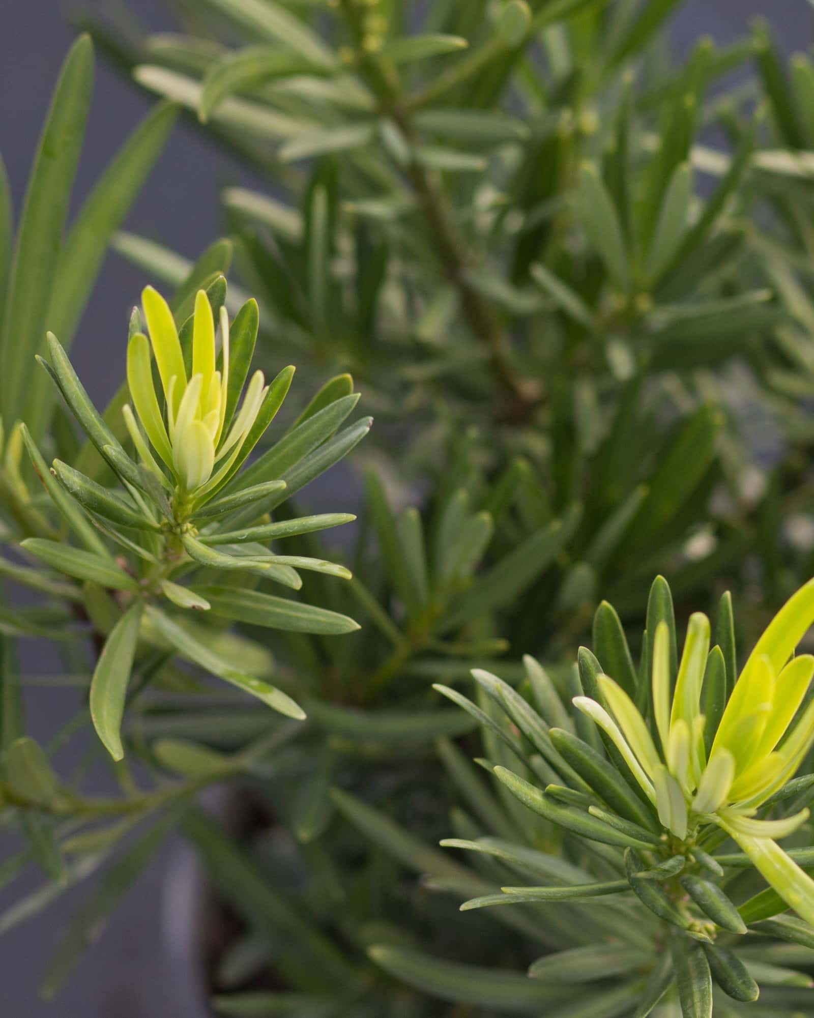 Pringle's Dwarf Yew - Main Image