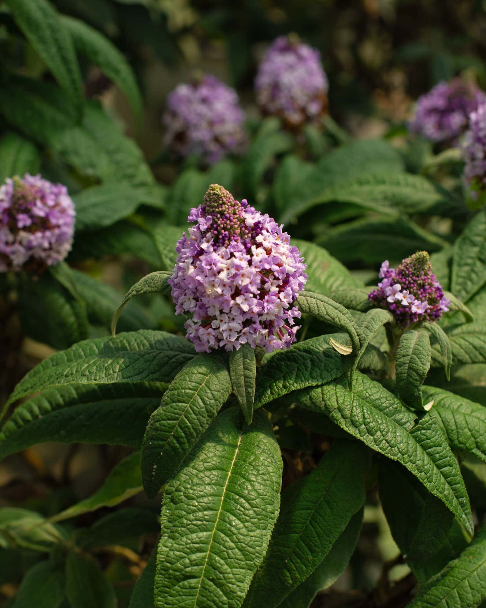 Pugster Amethyst Buddleia Butterfly Bush - Main Image