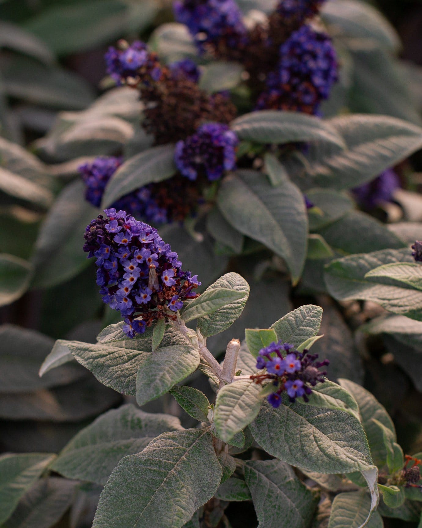 Pugster Blue Butterfly Bush