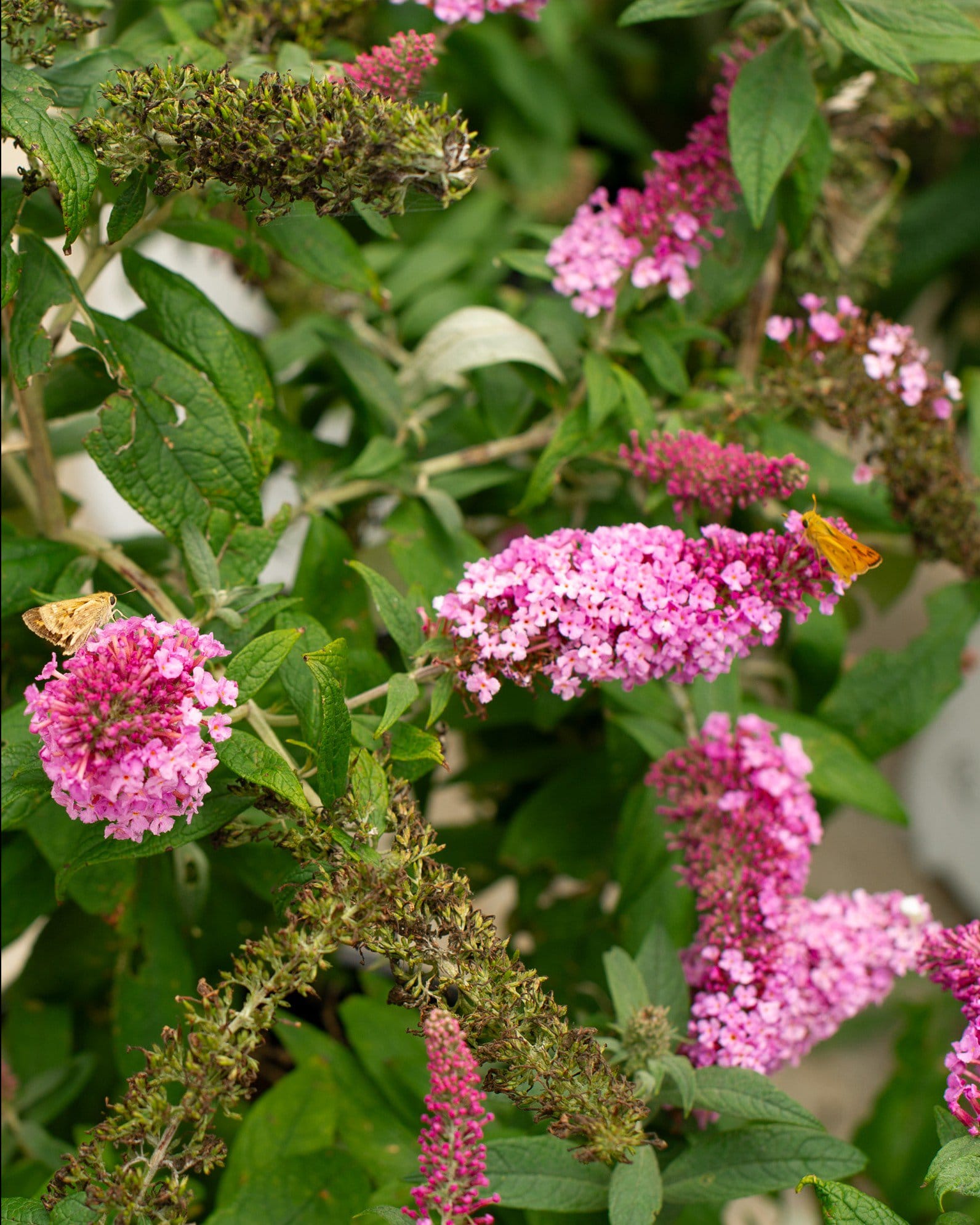 Pugster Pinker Butterfly Bush