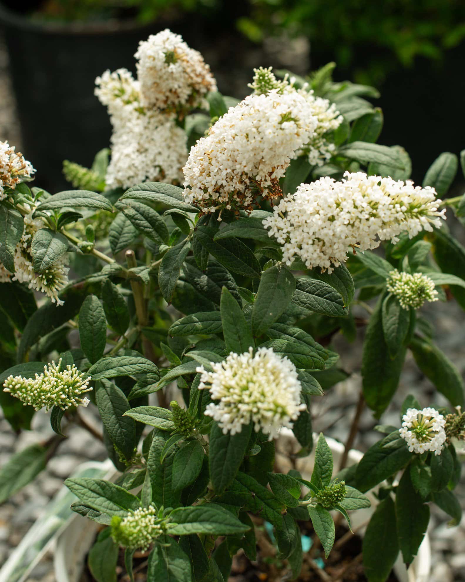 Pugster White Buddleia Butterfly Bush - Main Image
