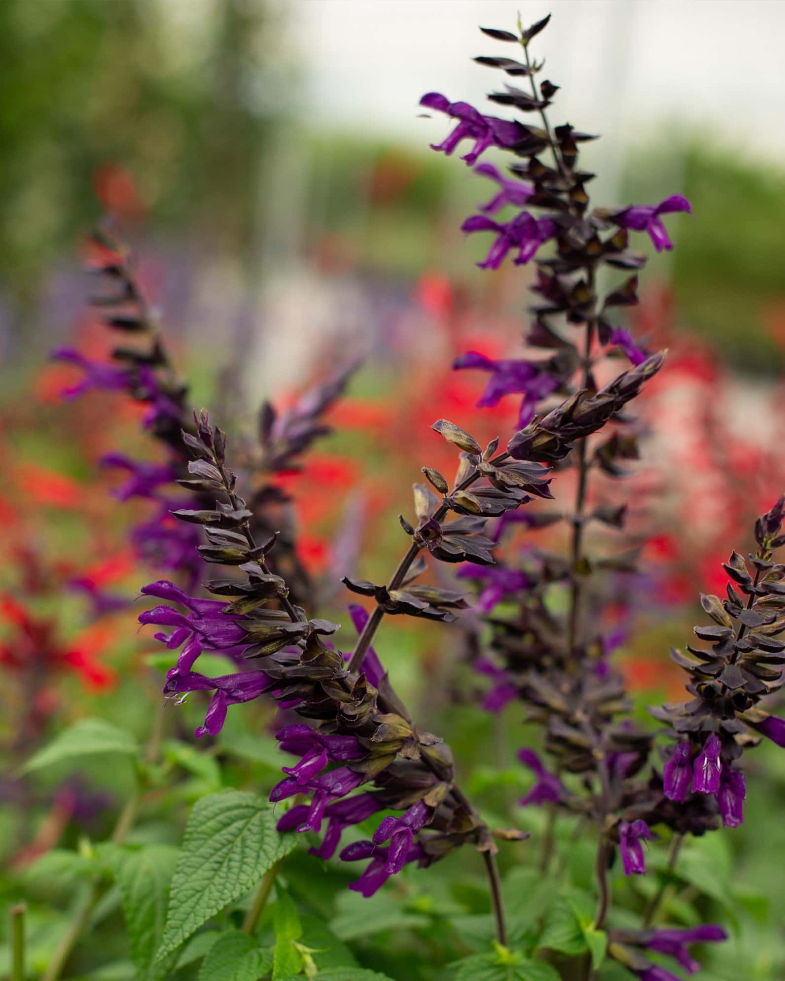 Purple & Bloom Salvia - Main Image