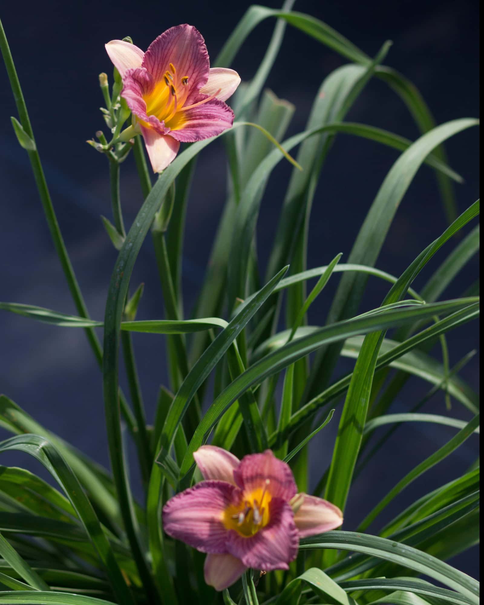 Purple D'Oro Daylily - Main Image