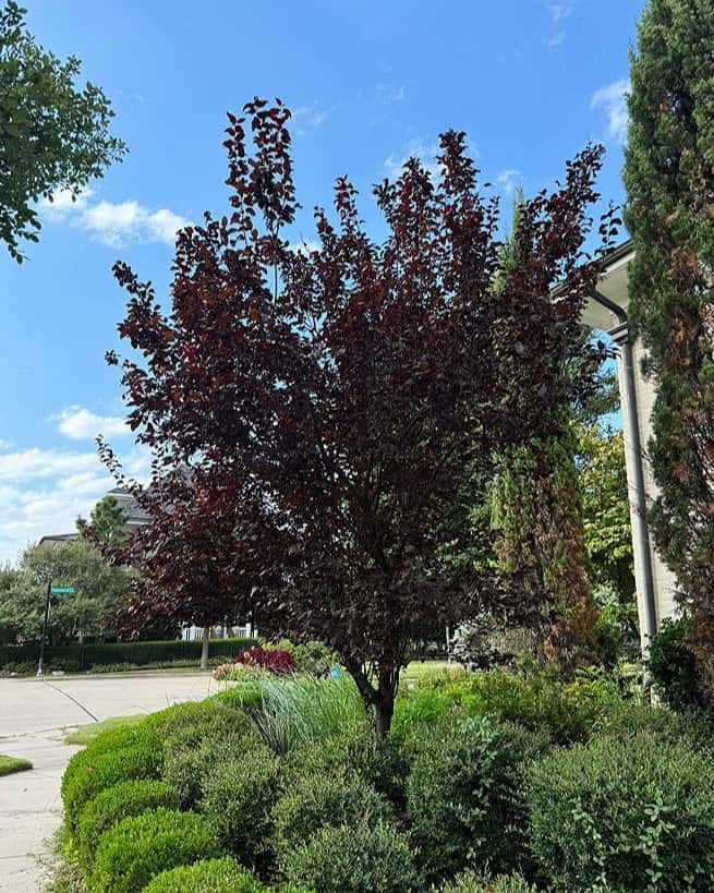 Purple Leaf Plum Krauter Vesuvius - Main Image