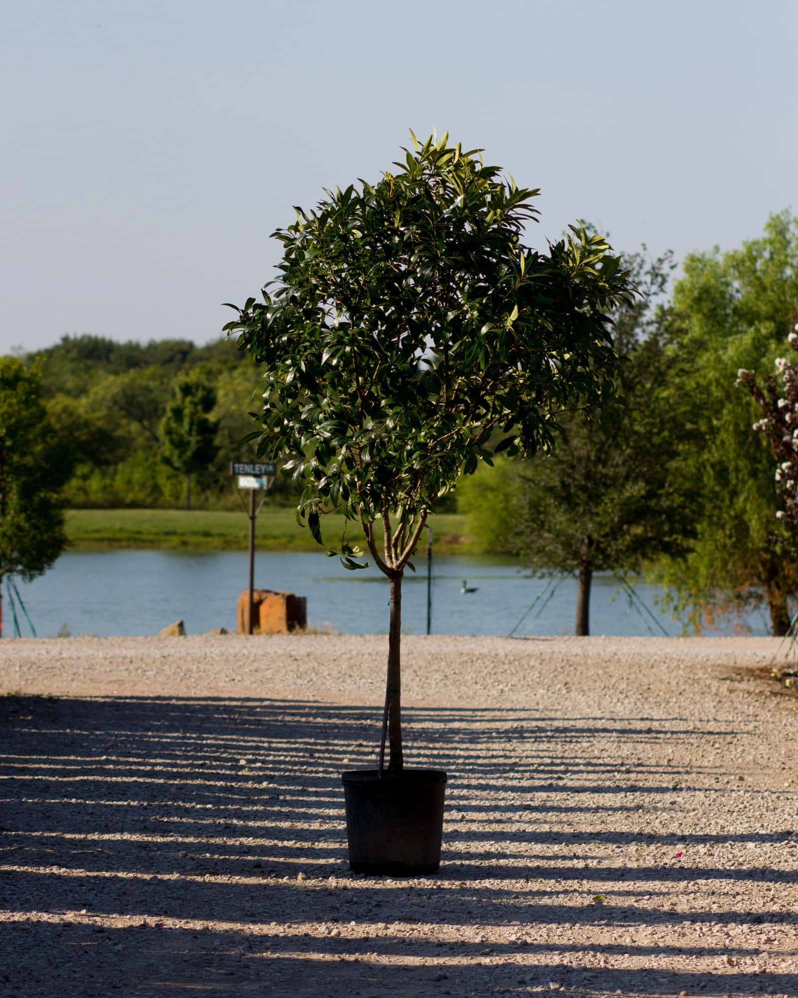 Pygmy Fringe Tree - Main Image