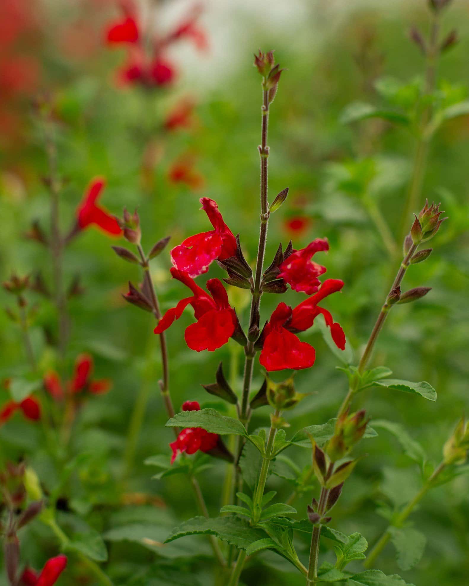 Radio Red Salvia Greggii - Main Image
