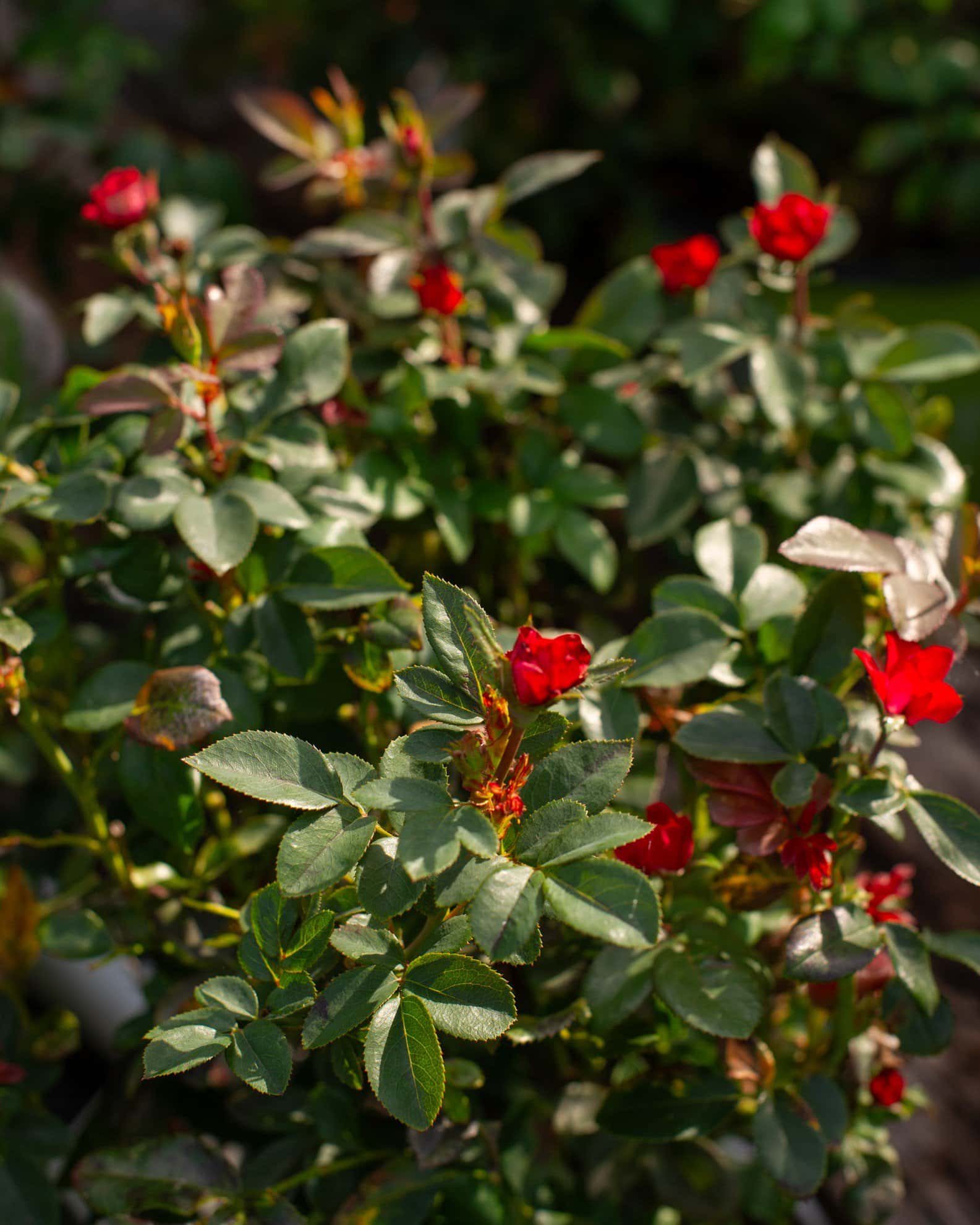 Red Petite Knock Out Rose - Main Image