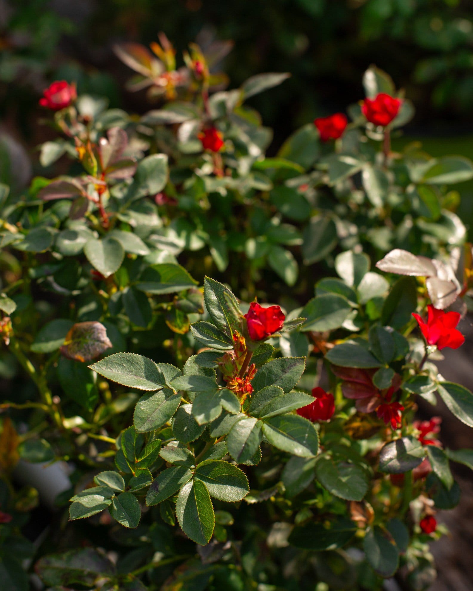 Red Petite Knock Out Rose - Main Image