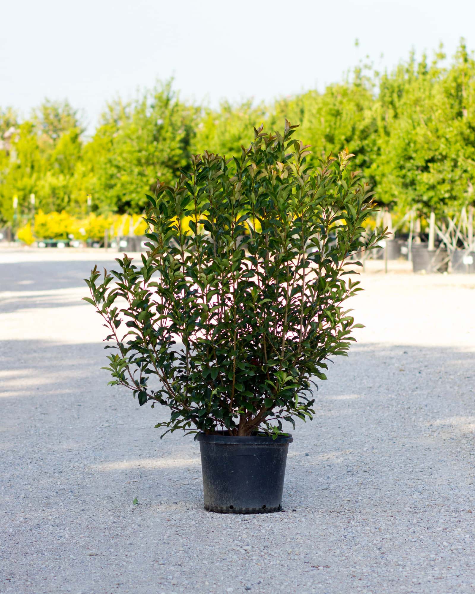 Red Tip Photinia - Main Image