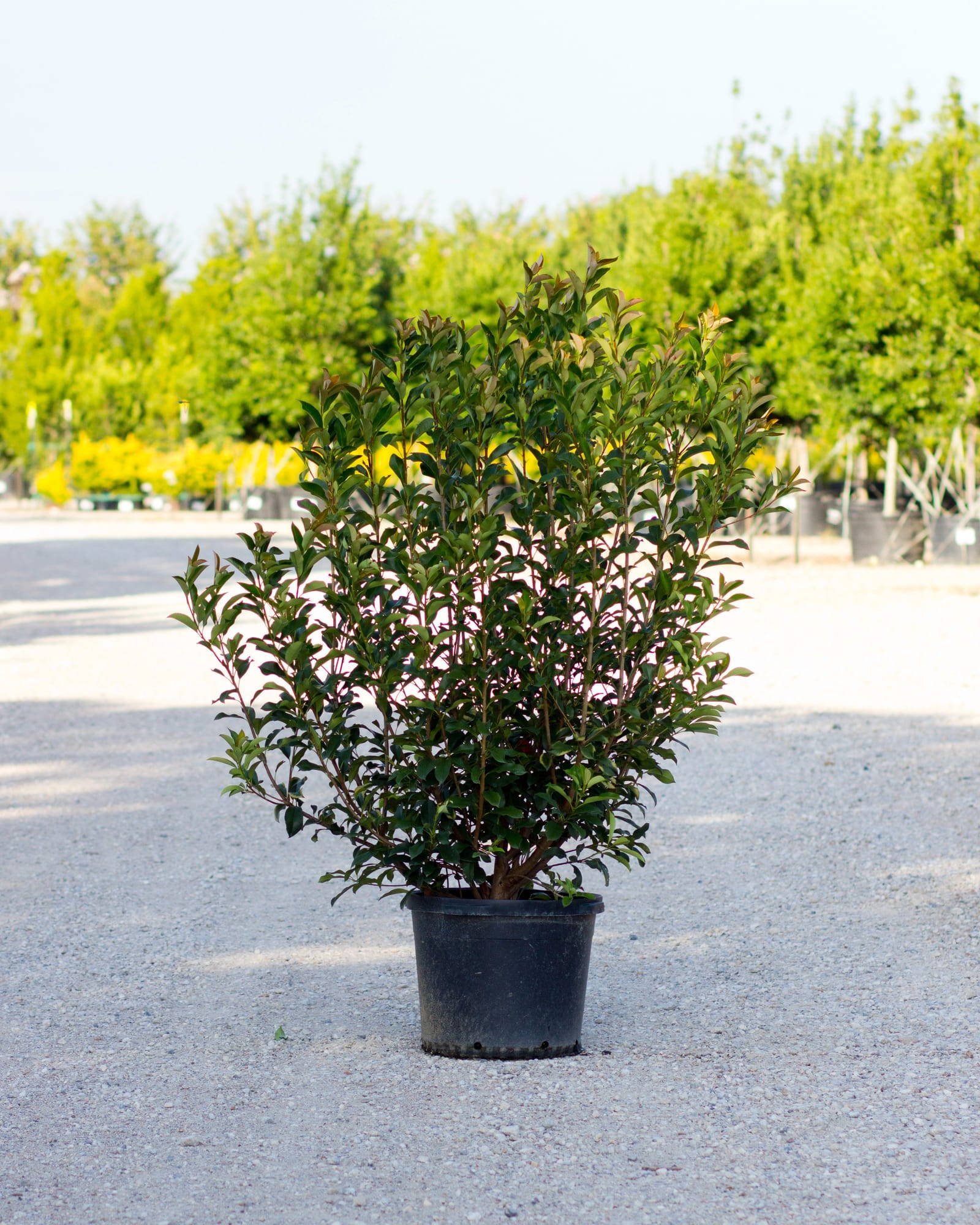 Red Tip Photinia