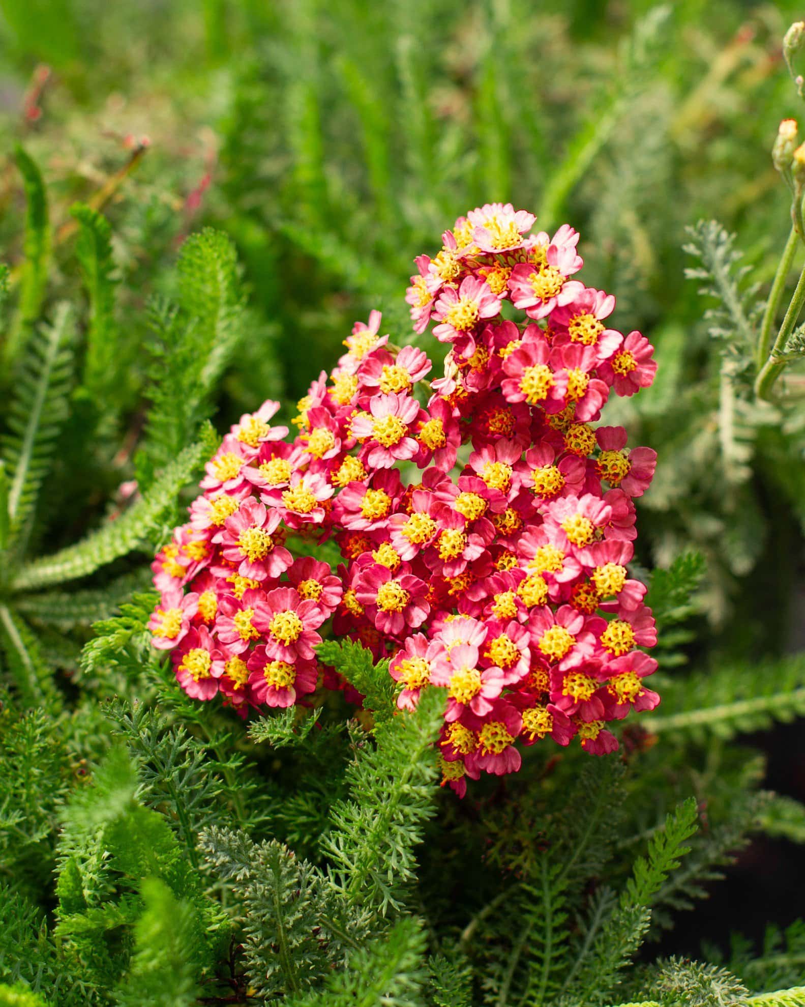 Red Velvet Yarrow - Main Image