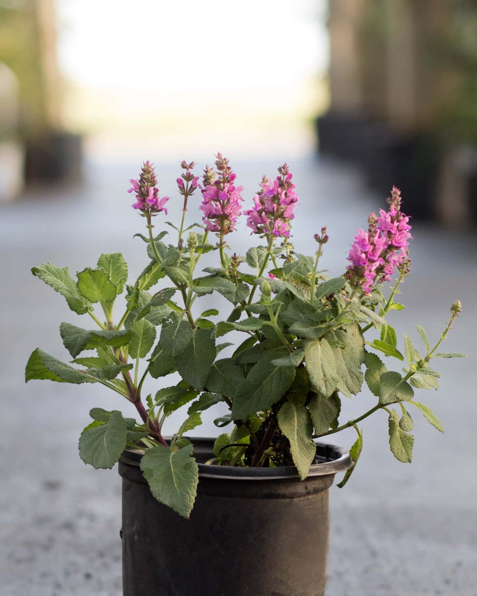Rose Marvel Salvia - Main Image