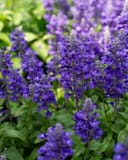 Sallyfun Blue Lagoon Salvia thumbnail 1