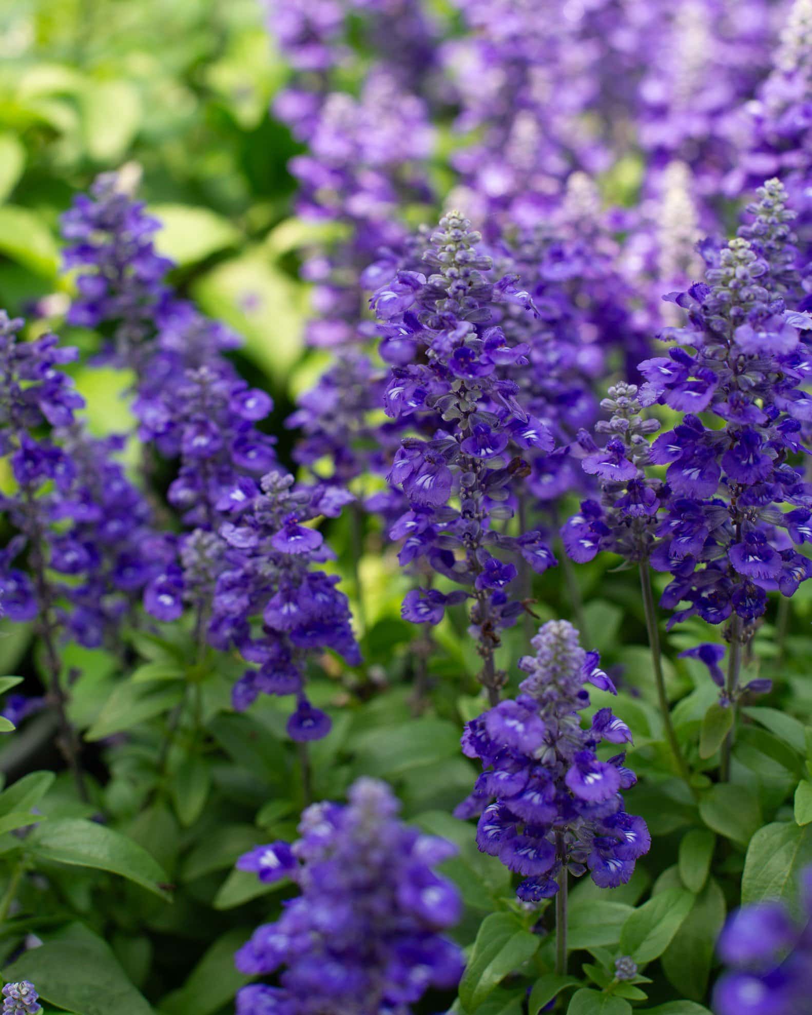 Sallyfun Blue Lagoon Salvia - Main Image