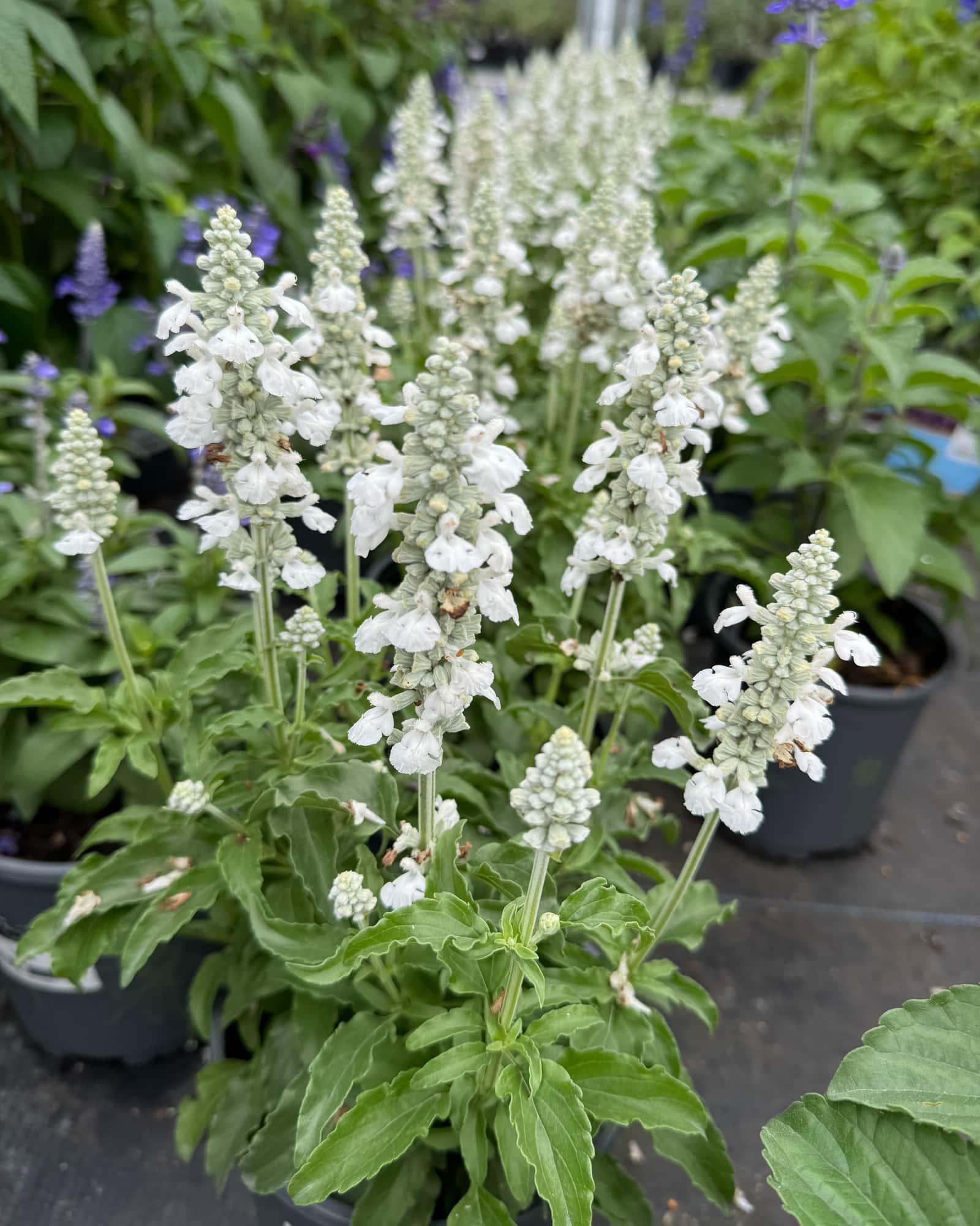 Sallyfun Pure White Salvia - Main Image